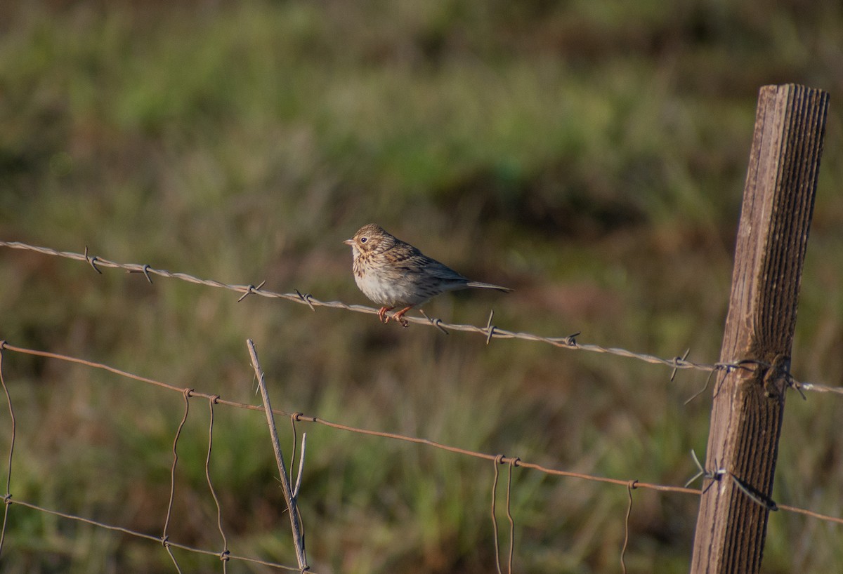 Vesper Sparrow - John Samuelson