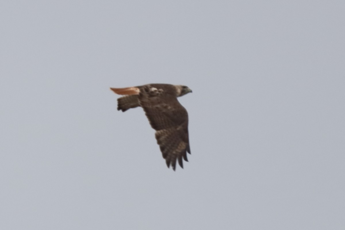 Red-tailed Hawk - Steve McNamara