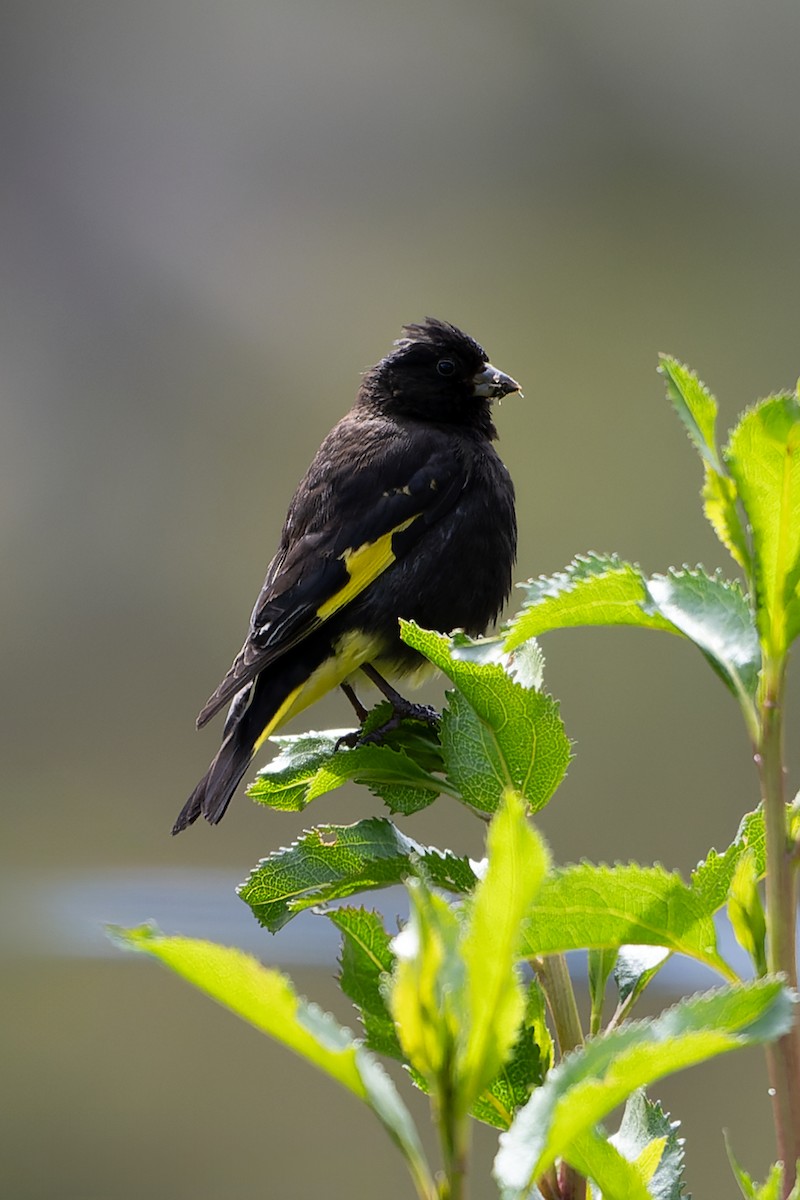 Black Siskin - ML619066401