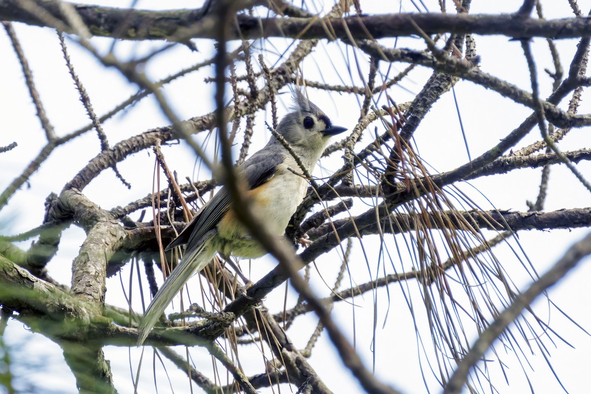 Tufted Titmouse - ML619066411