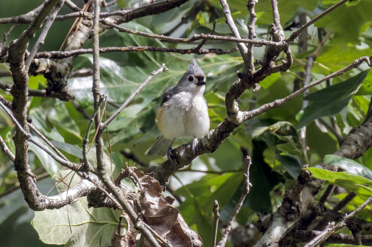 Tufted Titmouse - Dennis Miller