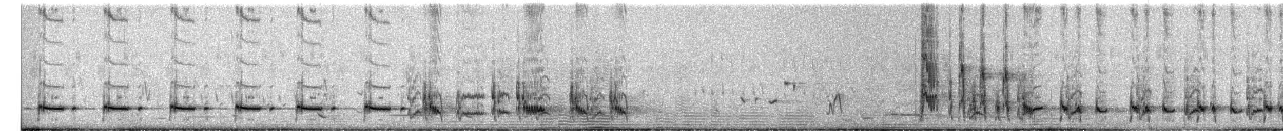 ノドグロハチマキミツスイ（laetior） - ML619066413