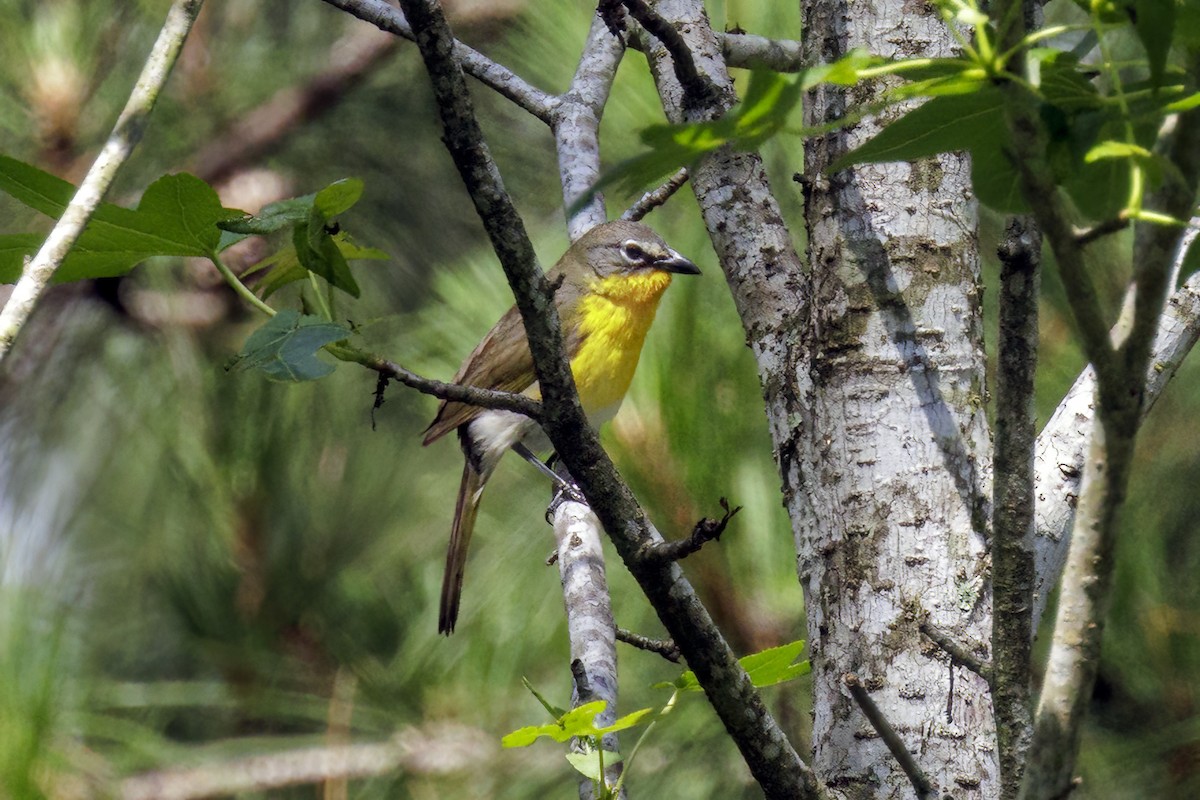 Yellow-breasted Chat - Dennis Miller