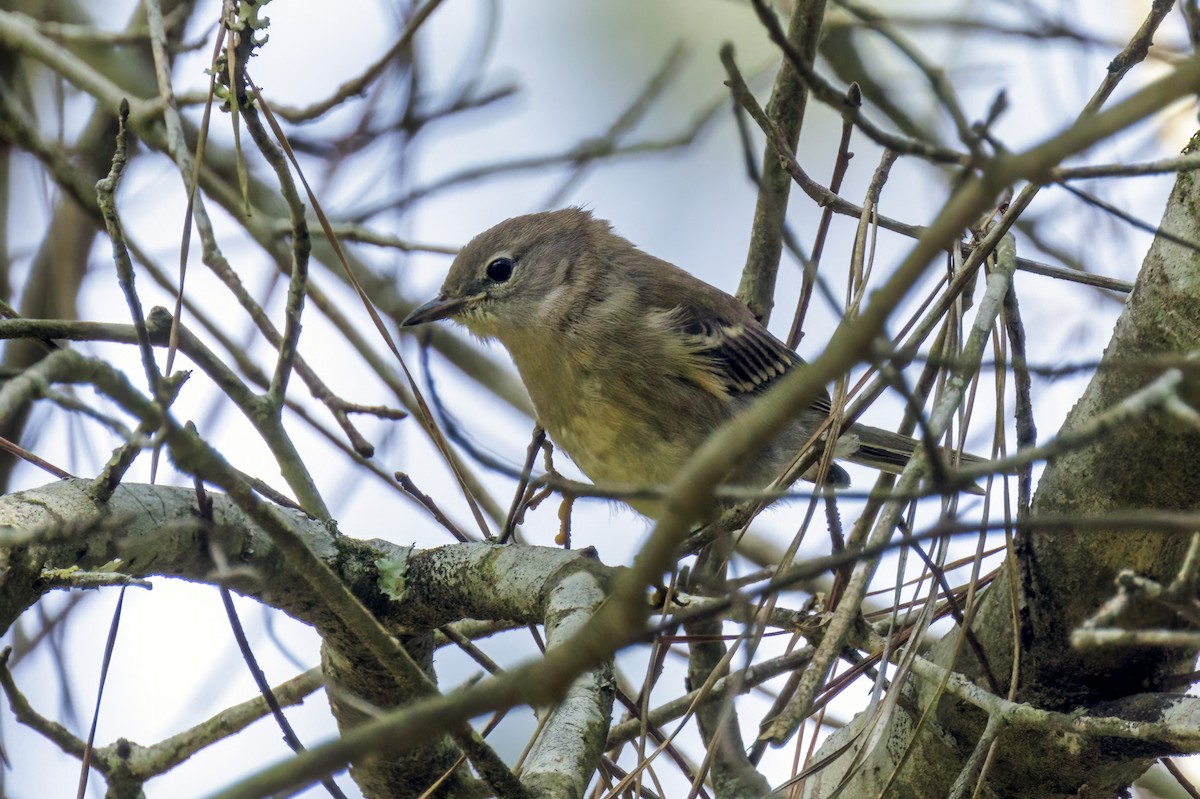 Pine Warbler - Dennis Miller