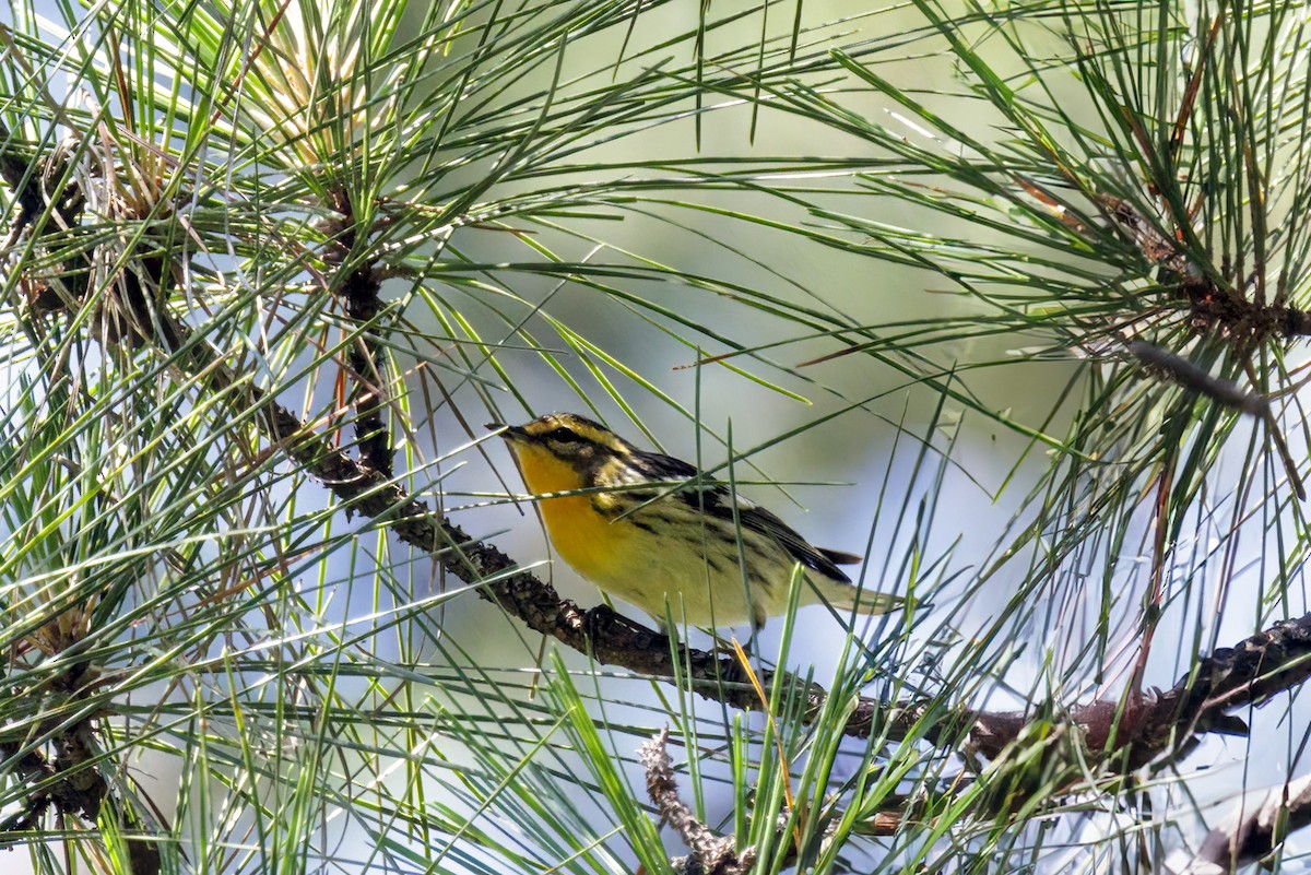 Blackburnian Warbler - Dennis Miller