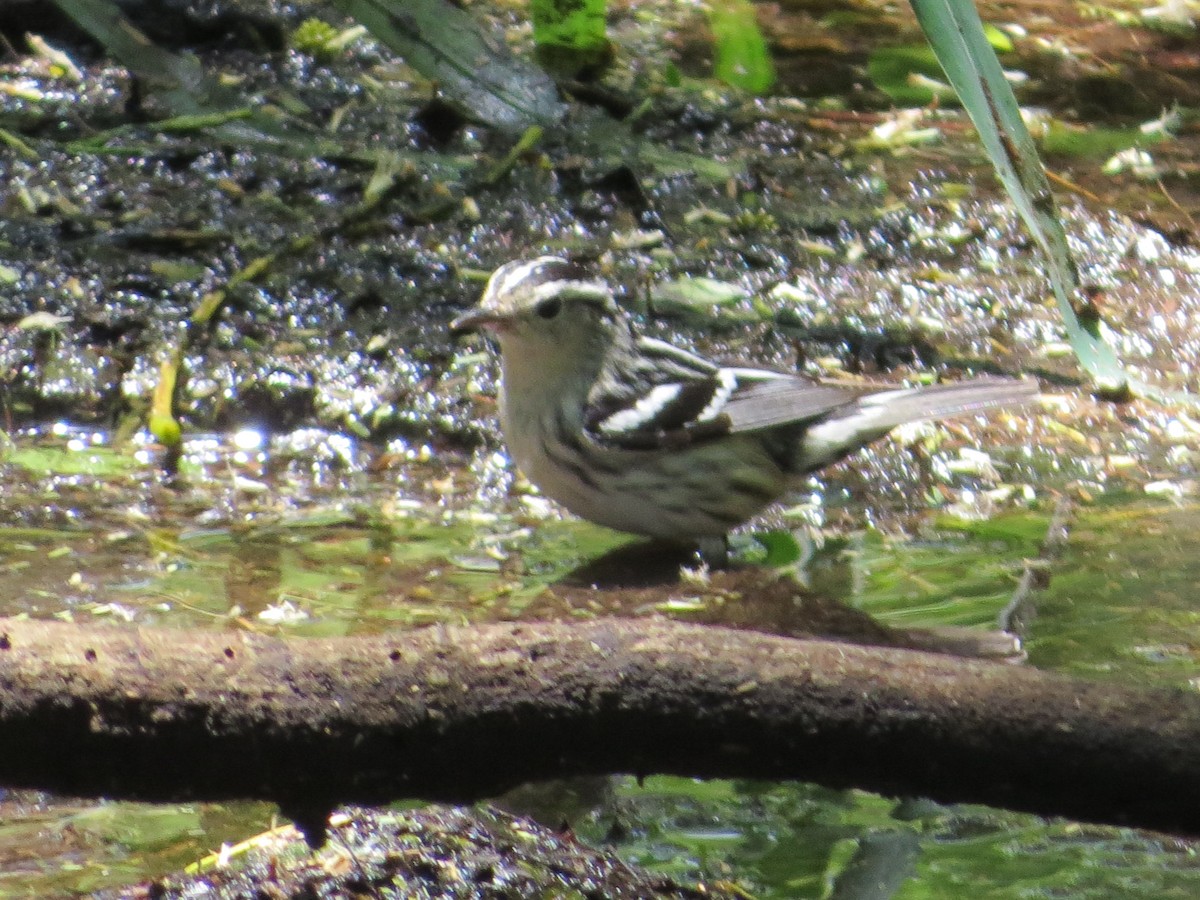 Black-and-white Warbler - ML619066448