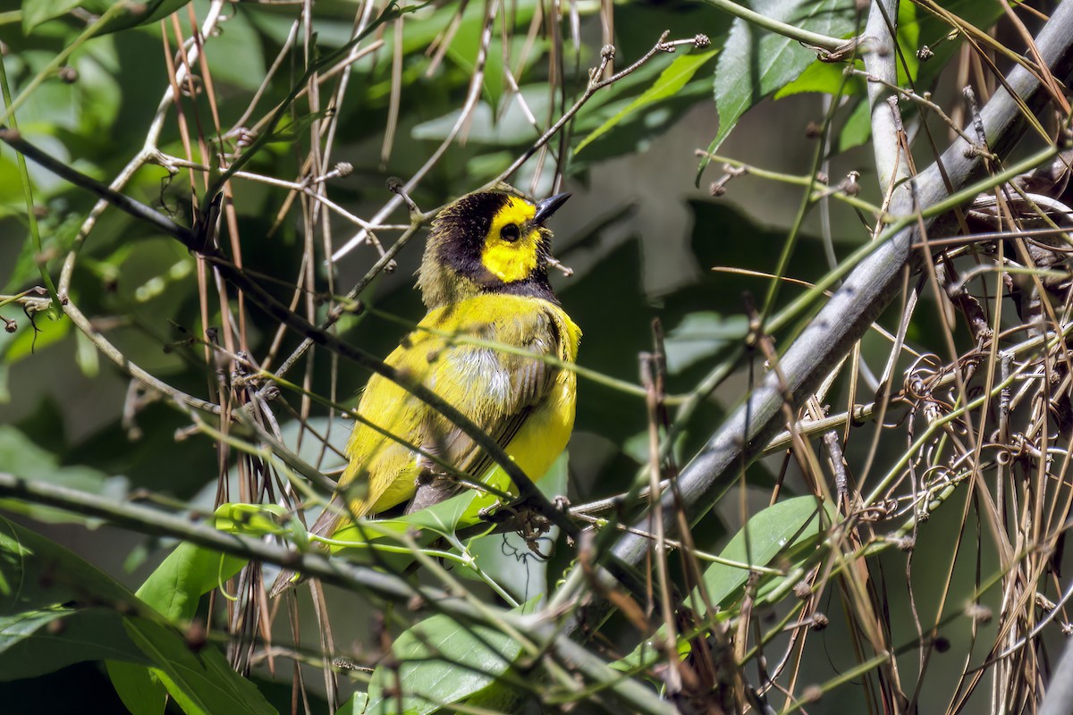 Hooded Warbler - Dennis Miller