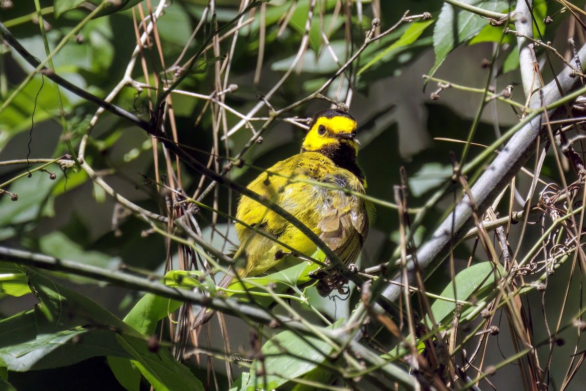 Hooded Warbler - Dennis Miller