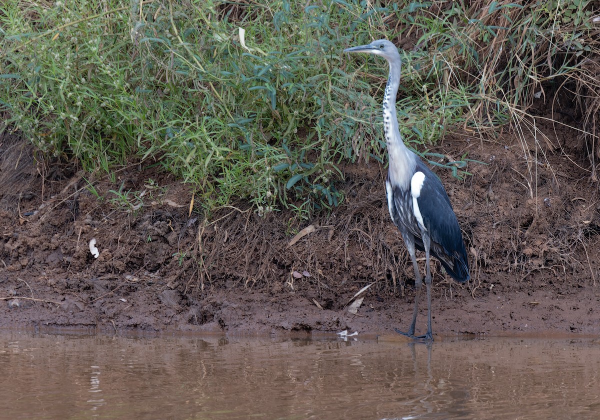 Pacific Heron - Geoff Dennis