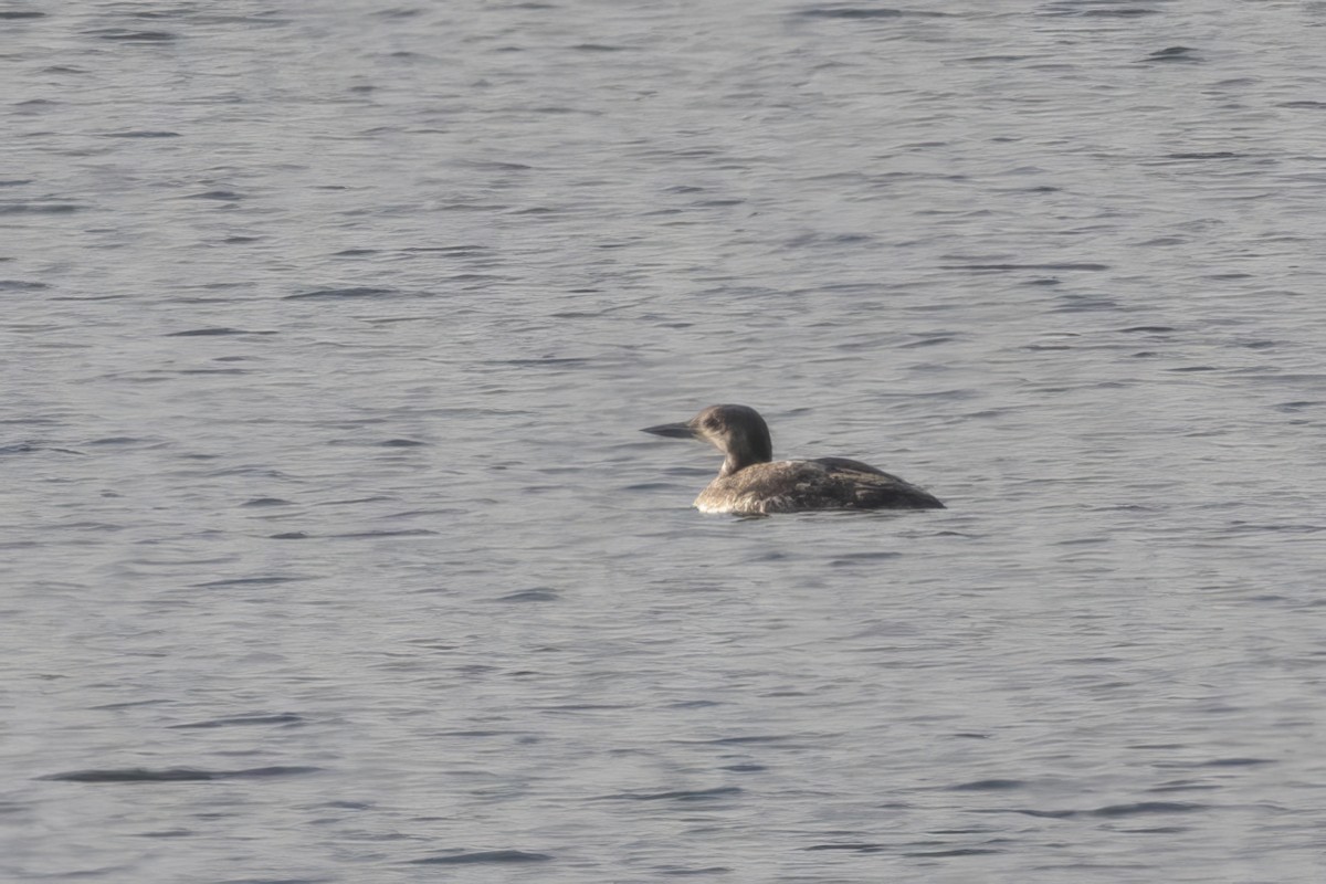 Common Loon - ML619066476