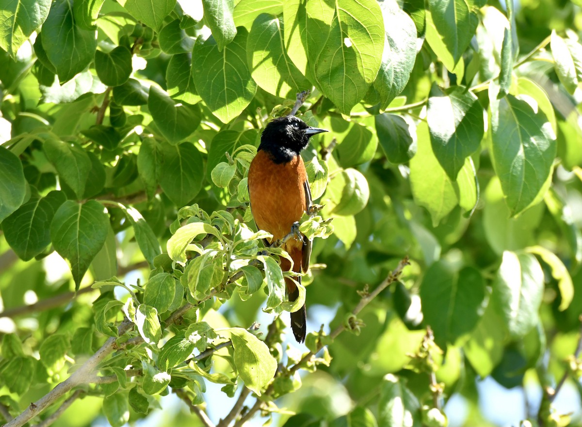 Orchard Oriole - Christine Beck