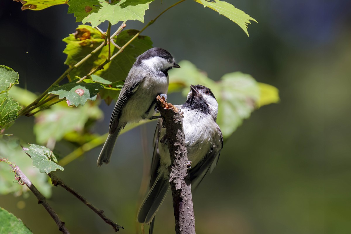 Carolina Chickadee - Dennis Miller