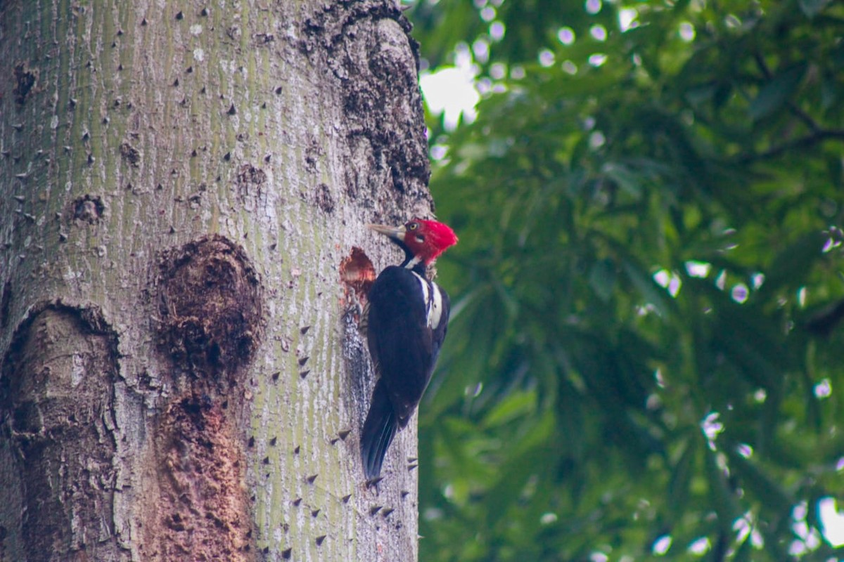 Crimson-crested Woodpecker - ALEJANDRO FONTALVO SABOGAL