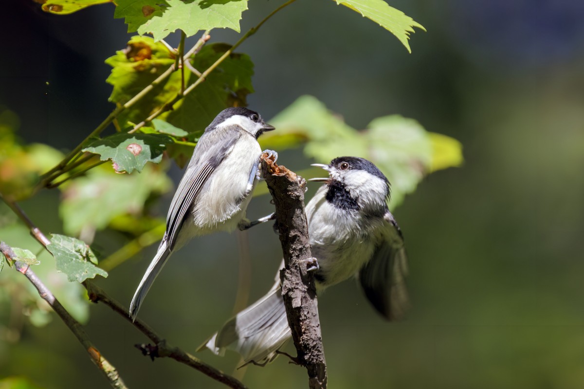 Carolina Chickadee - Dennis Miller