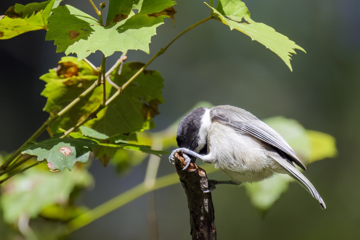 Carolina Chickadee - Dennis Miller