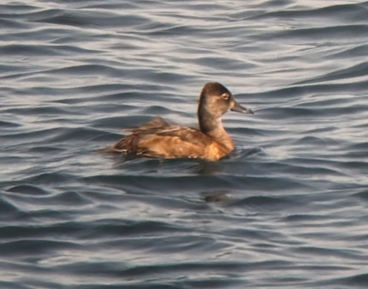 Ring-necked Duck - Zachary Peterson