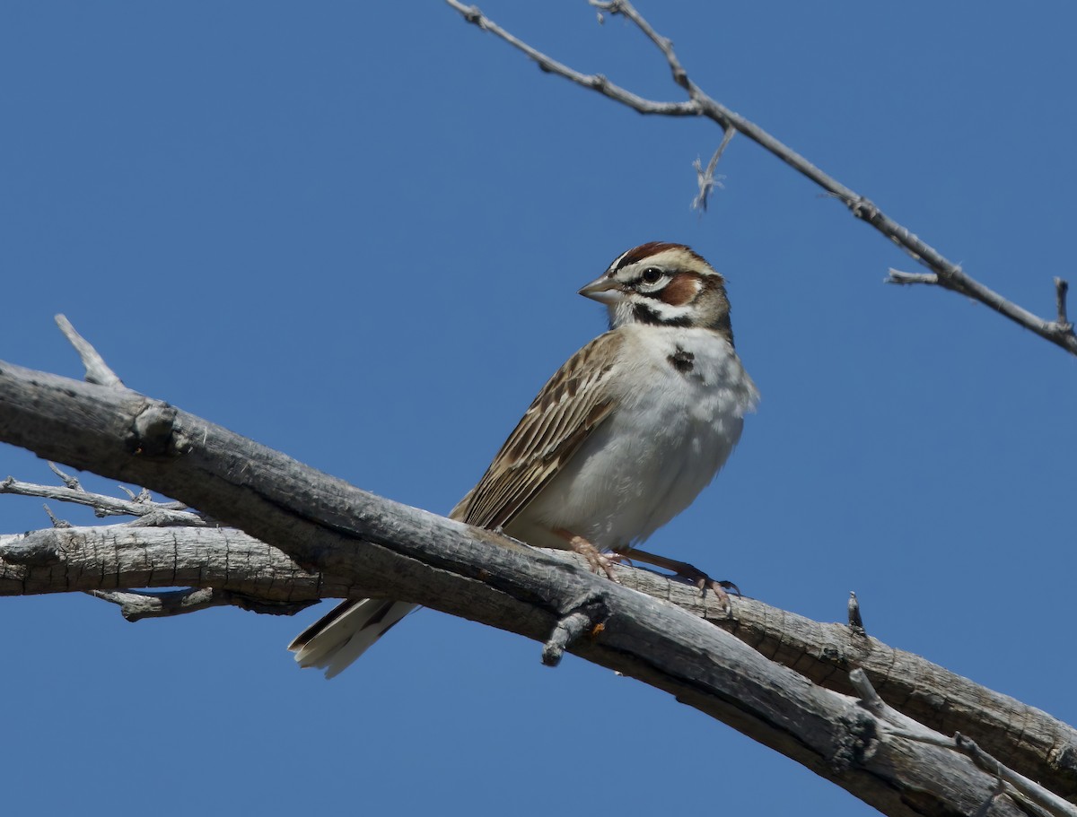 Lark Sparrow - ML619066599