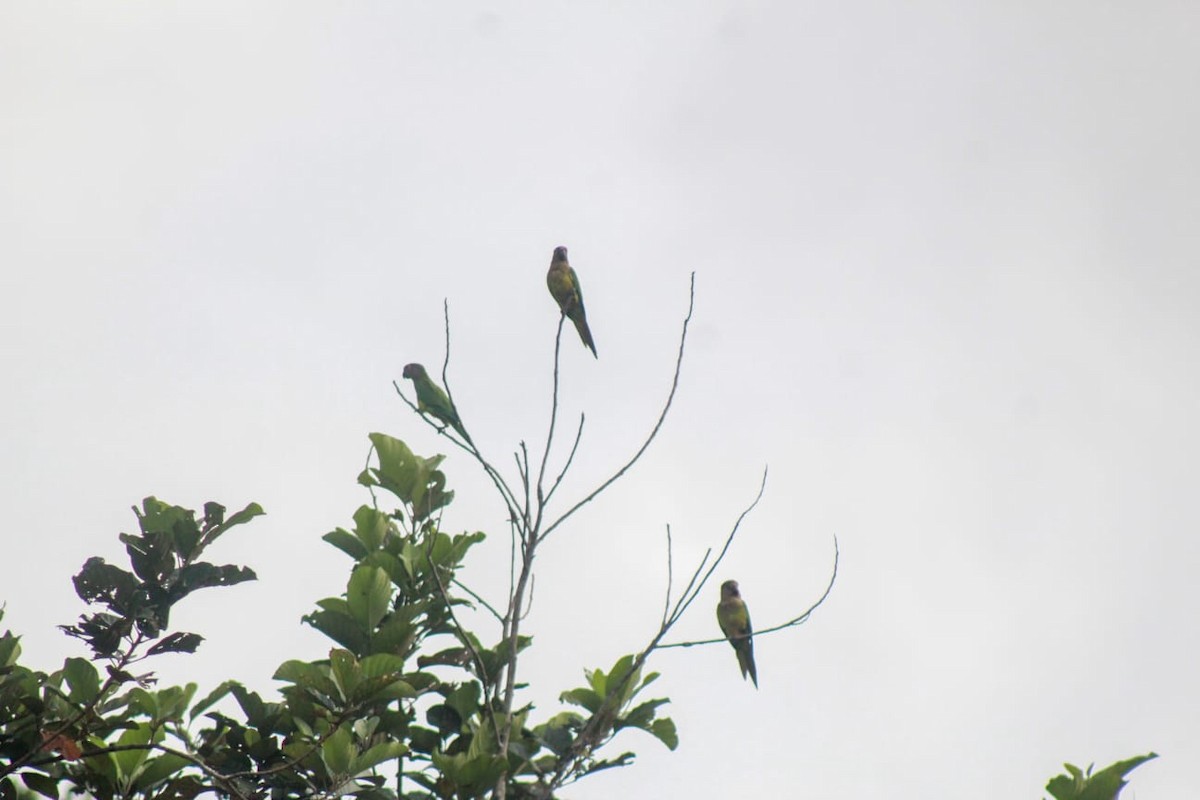 Brown-throated Parakeet - ALEJANDRO FONTALVO SABOGAL