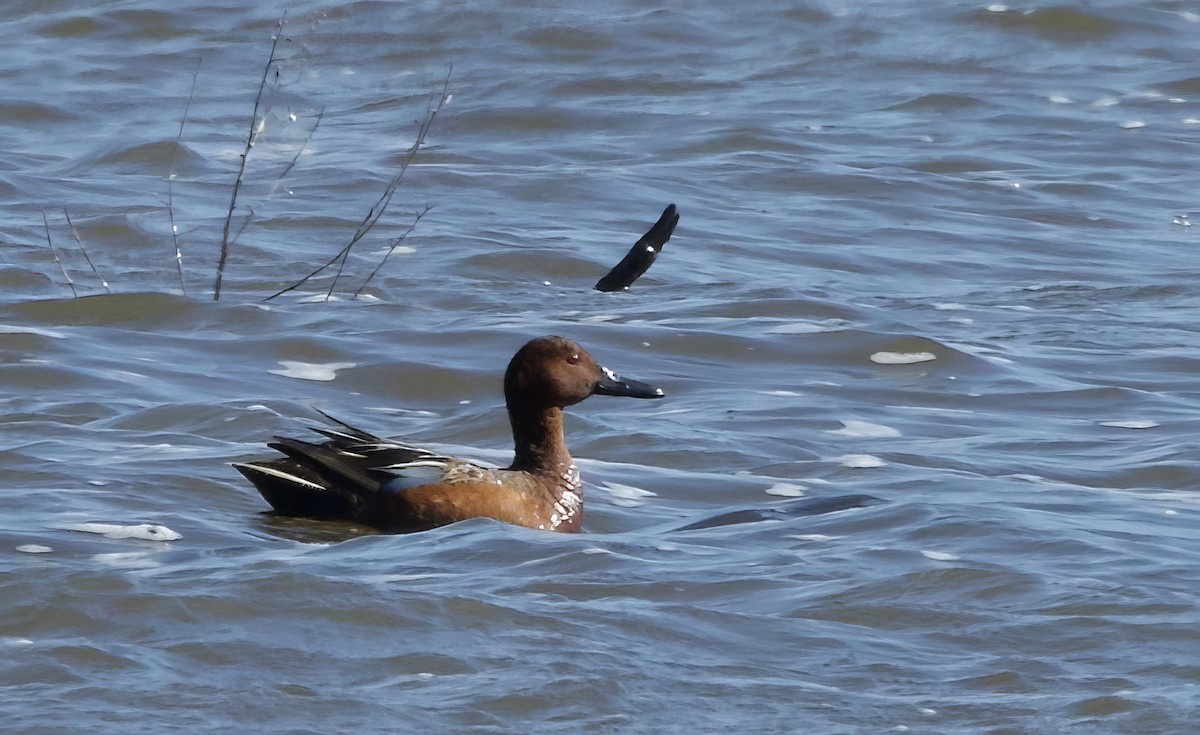 Cinnamon Teal - Kathryn Keith