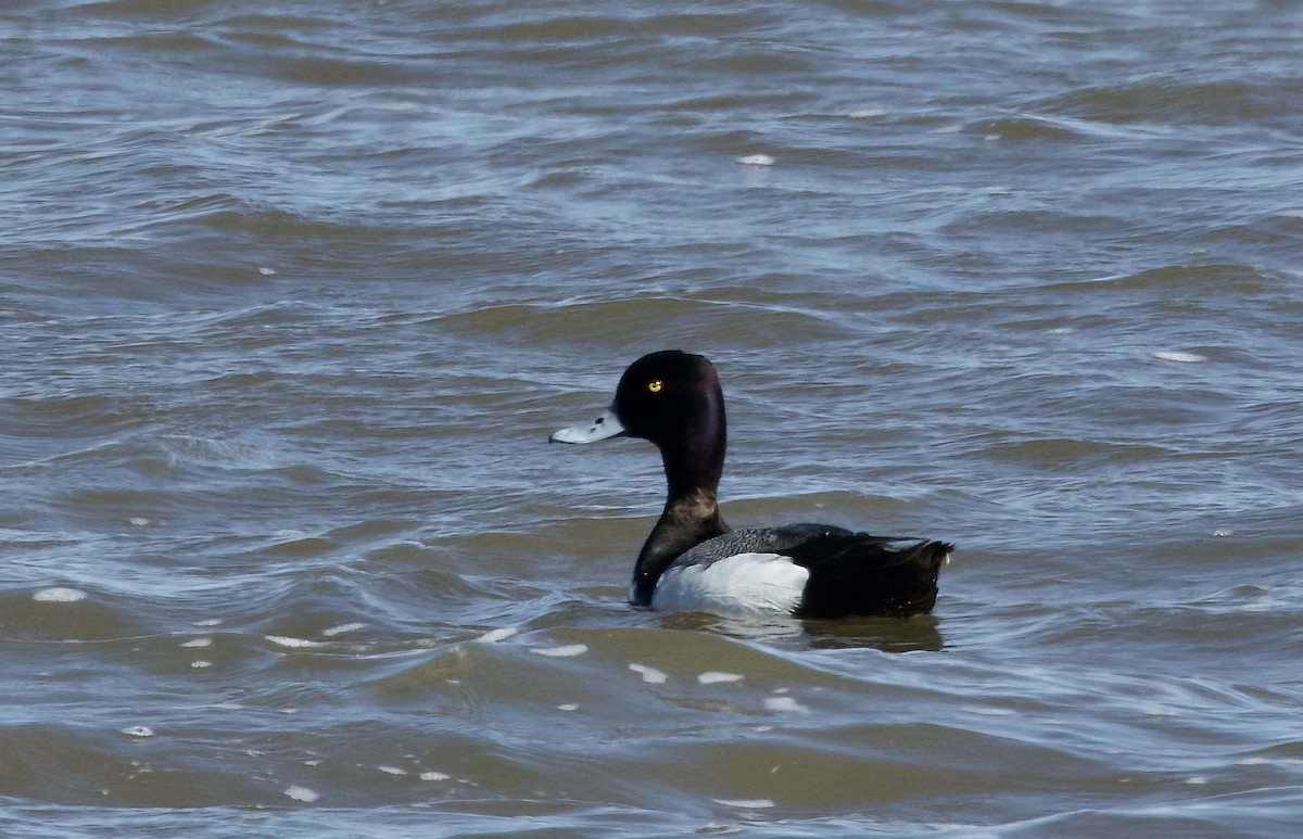 Lesser Scaup - Kathryn Keith