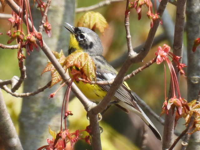 Magnolia Warbler - ML619066628