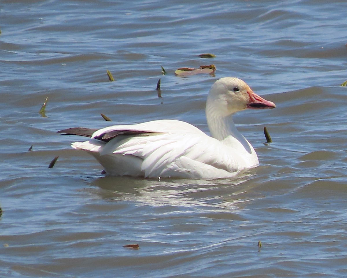 Snow Goose - ML619066634