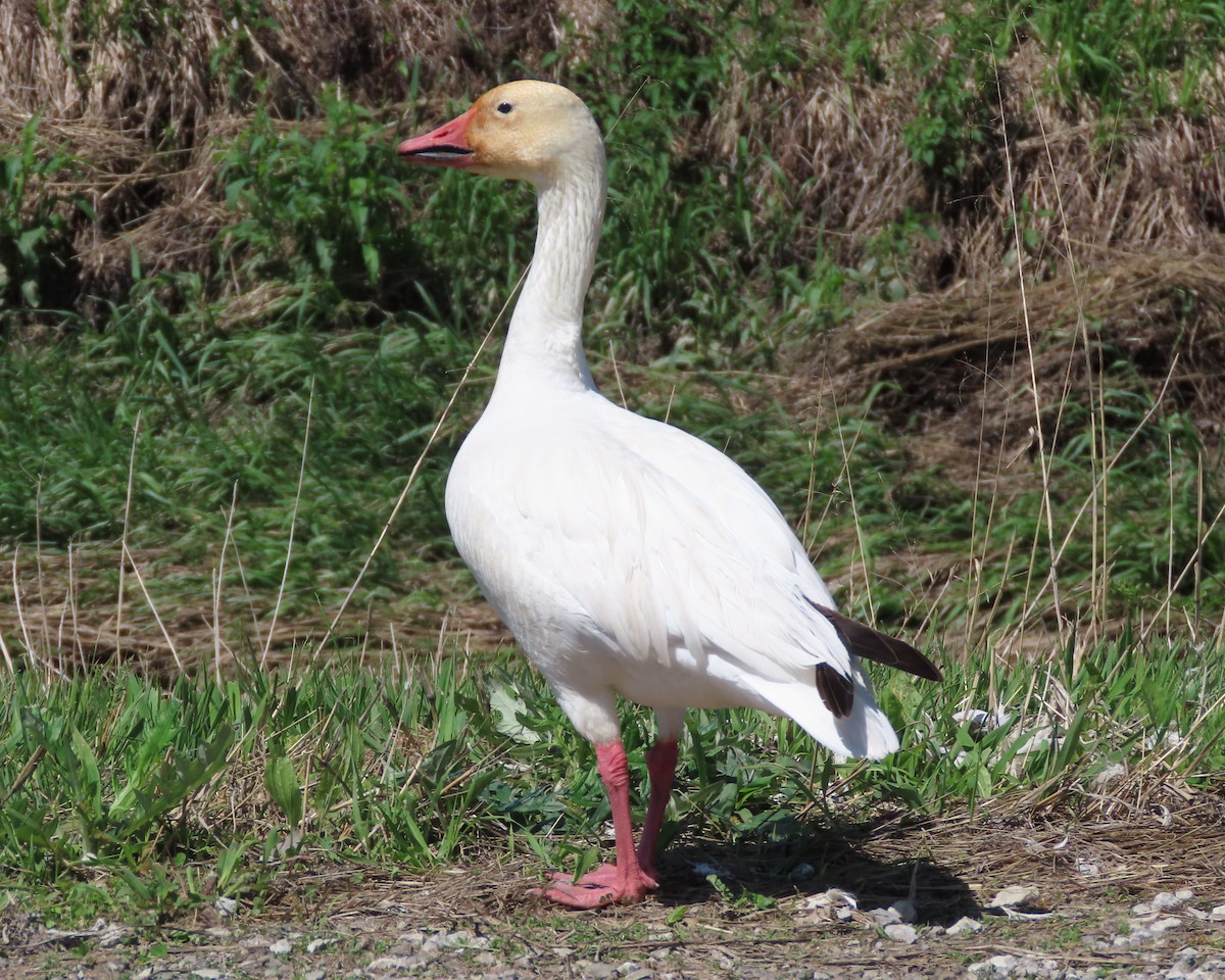 Snow Goose - ML619066641