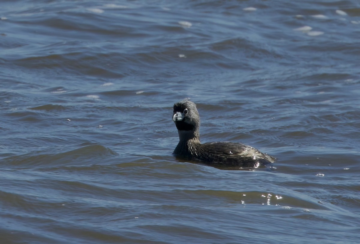 Pied-billed Grebe - ML619066645