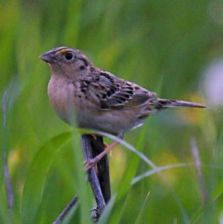 Grasshopper Sparrow - Crystal Kirkman