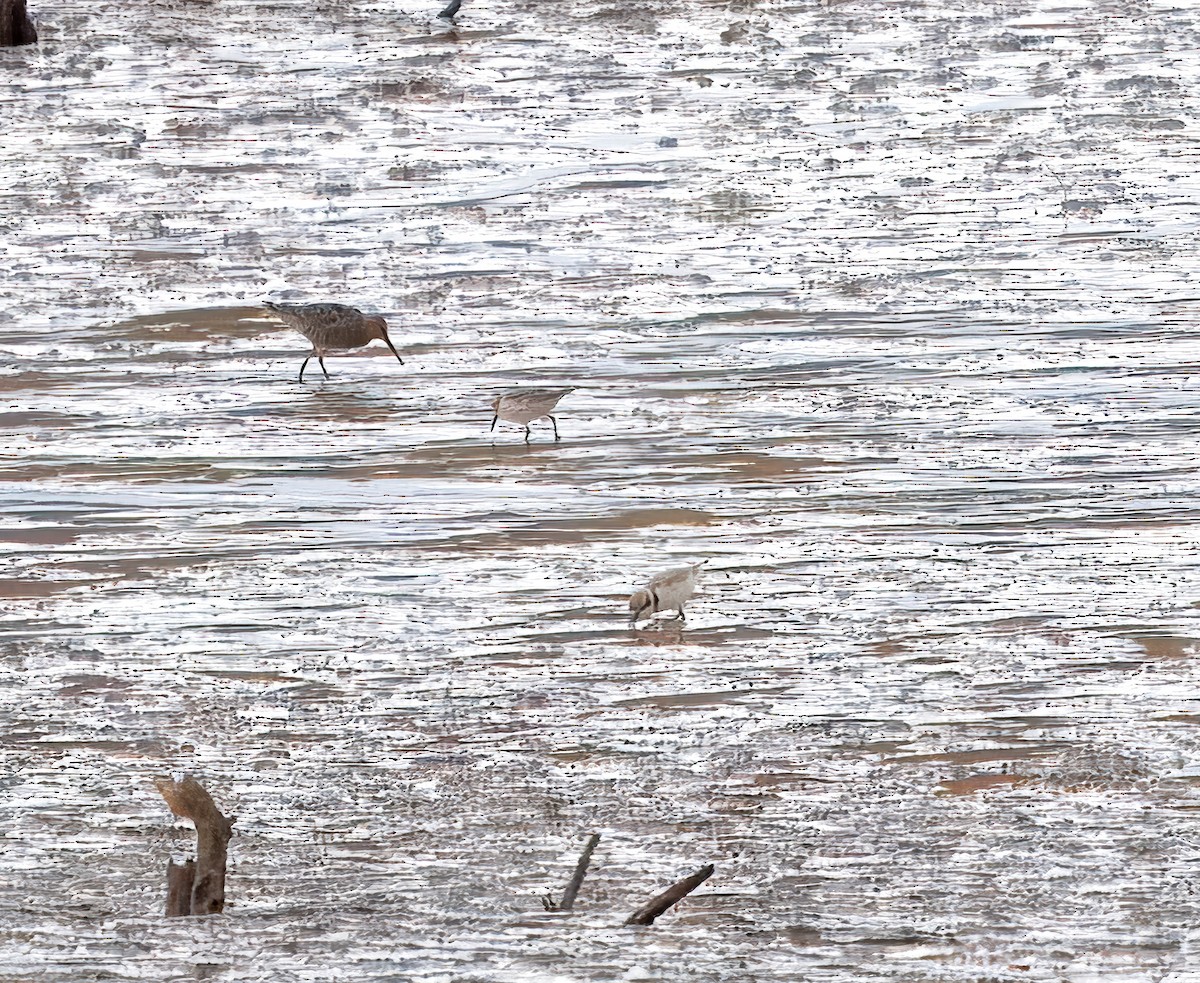 Stilt Sandpiper - ML619066670