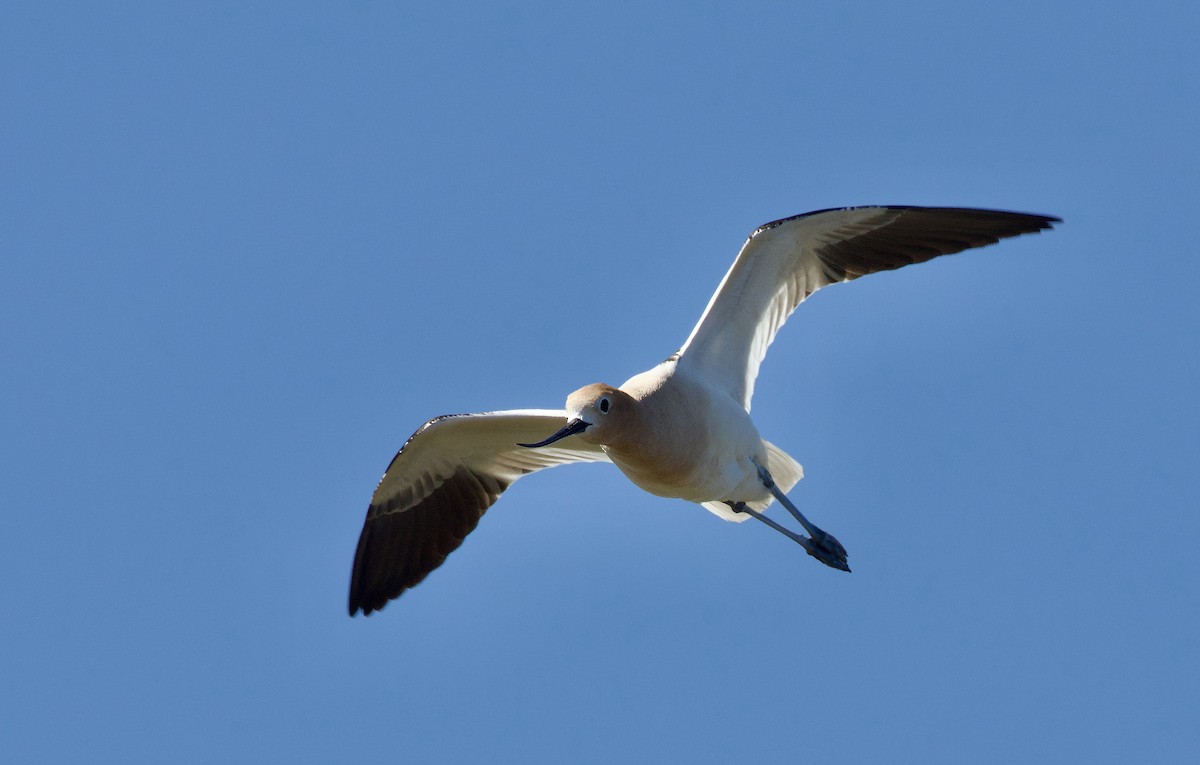 American Avocet - Kathryn Keith