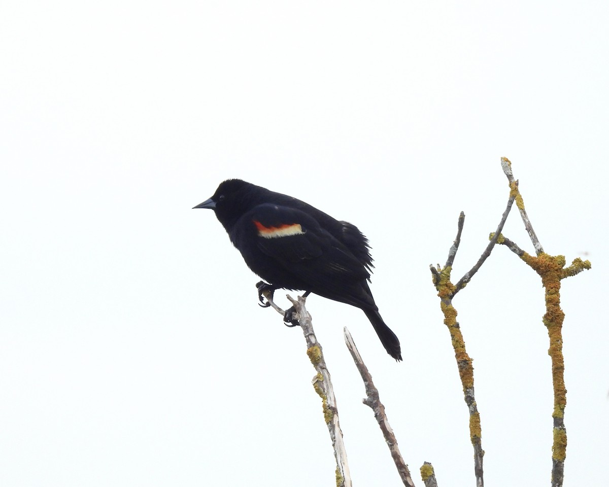 Red-winged Blackbird - Anita M Granger