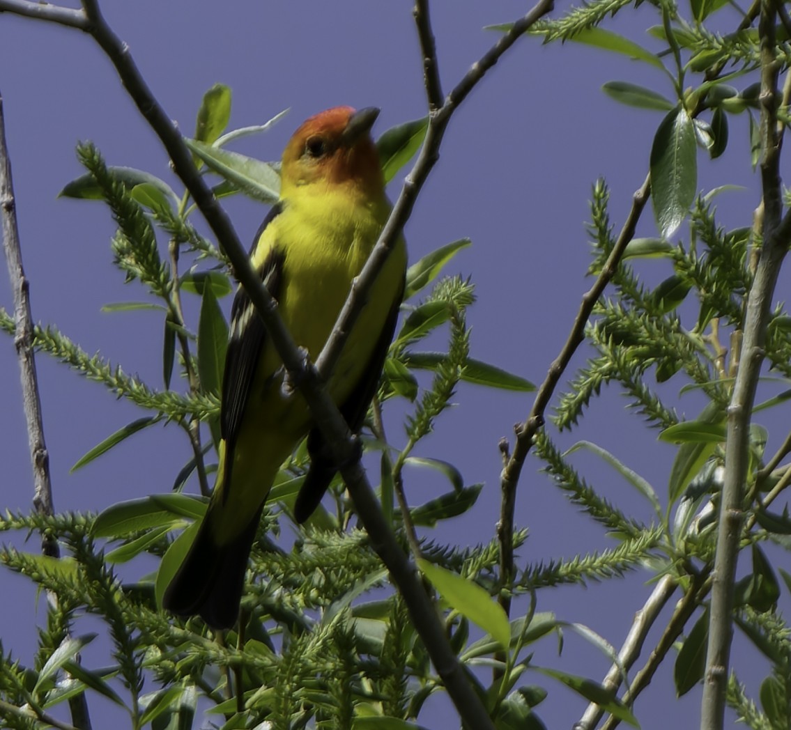 Western Tanager - Barry McKenzie