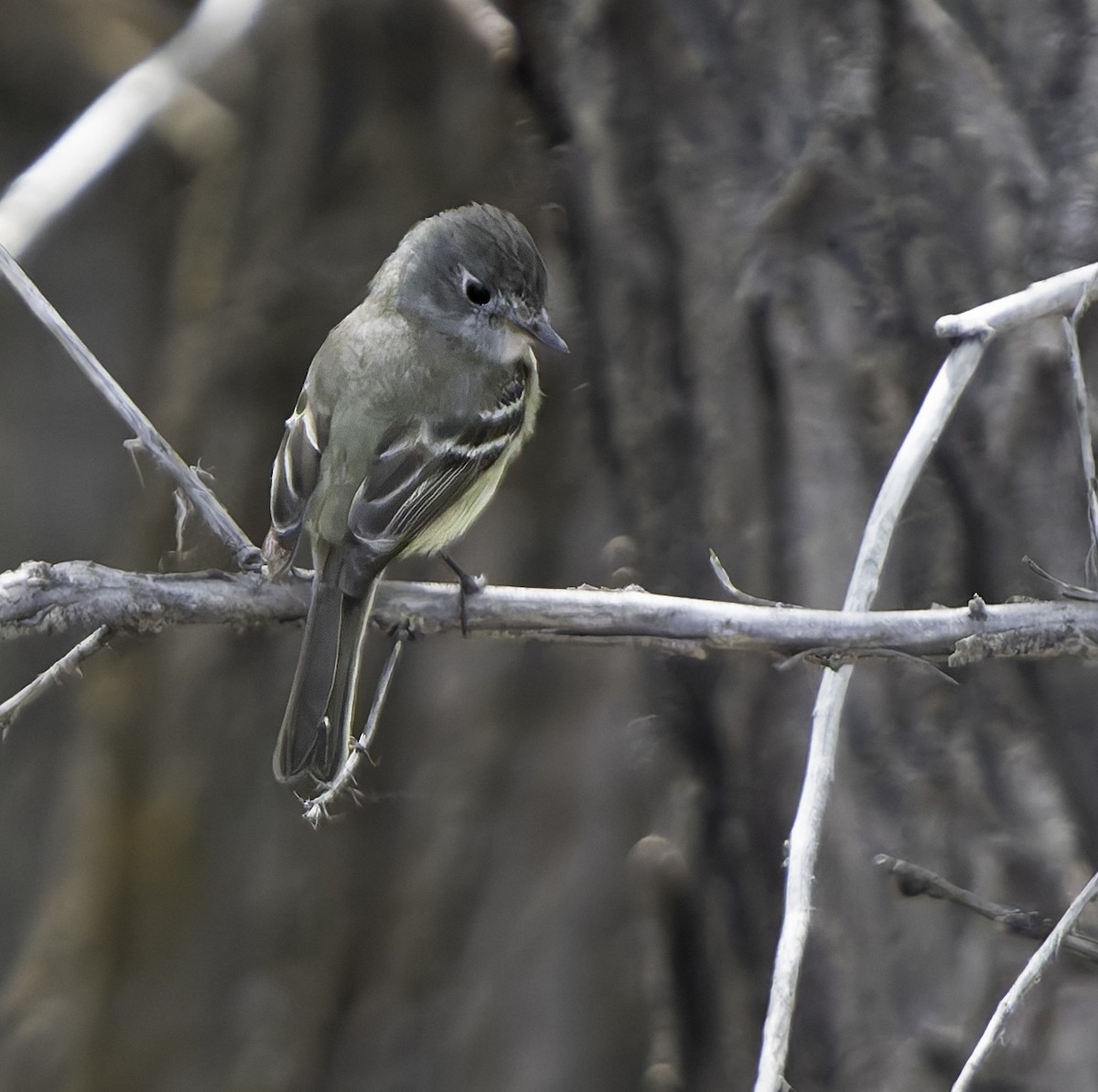 Dusky Flycatcher - Barry McKenzie