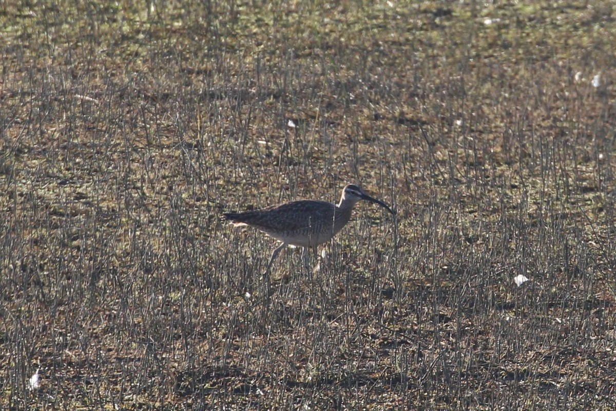 Whimbrel - Hank Taliaferro