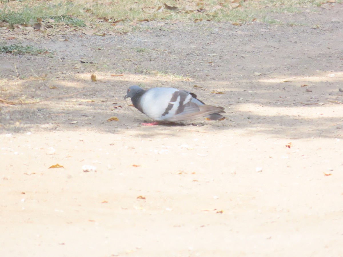 Rock Pigeon (Feral Pigeon) - Shilpa Gadgil