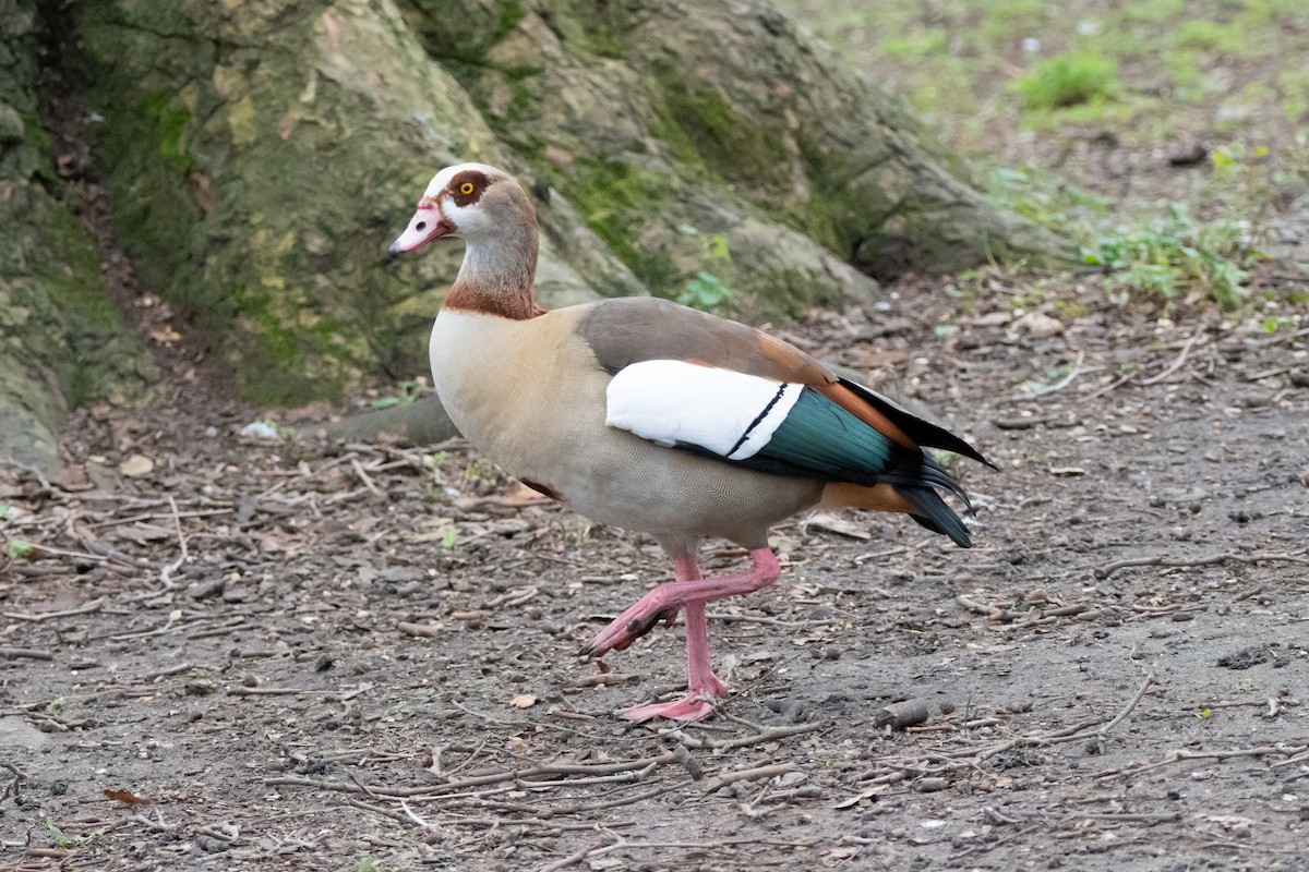 Egyptian Goose - Kevin Leonard