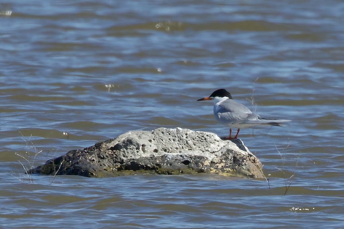 Forster's Tern - Kathryn Keith