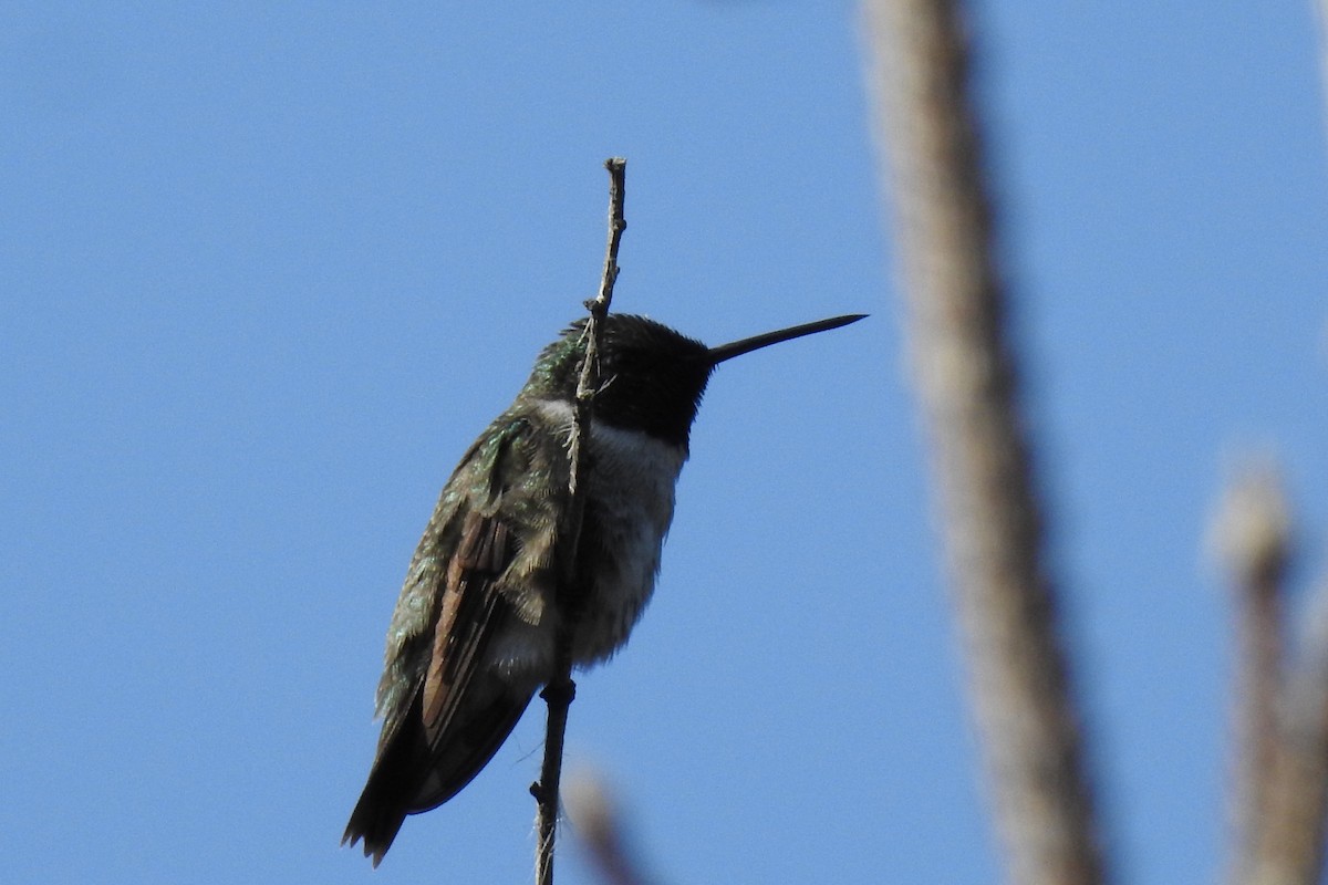 Black-chinned Hummingbird - JC Clancy