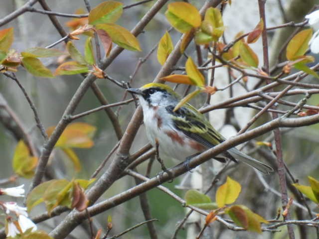 Paruline à flancs marron - ML619066745