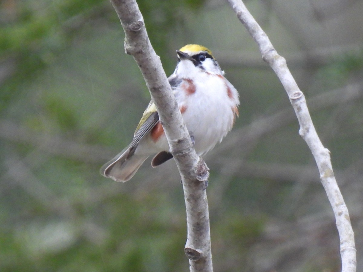 Chestnut-sided Warbler - ML619066751