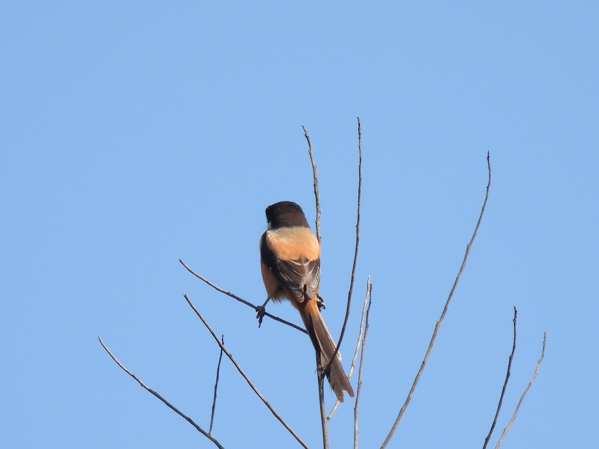 Long-tailed Shrike - Diane Bricmont