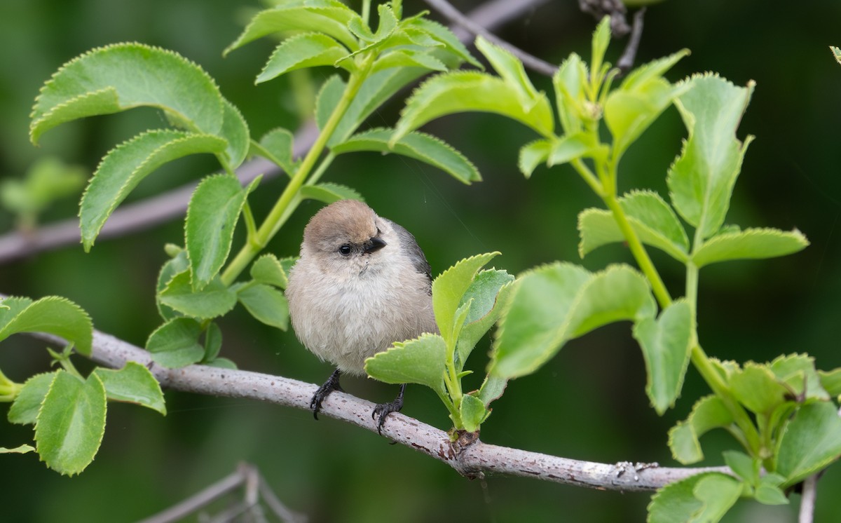 Bushtit (Pacific) - Herb Elliott