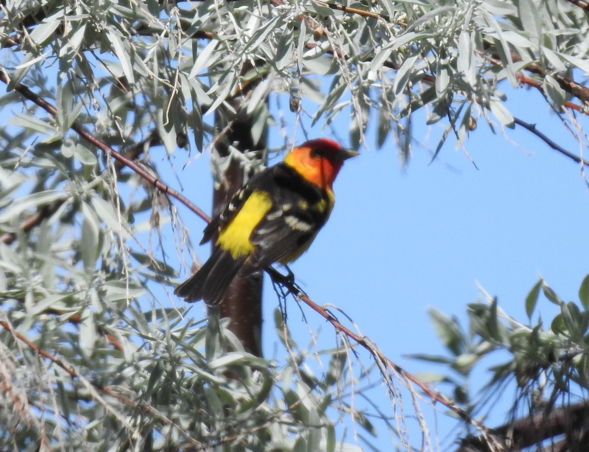 Western Tanager - JC Clancy