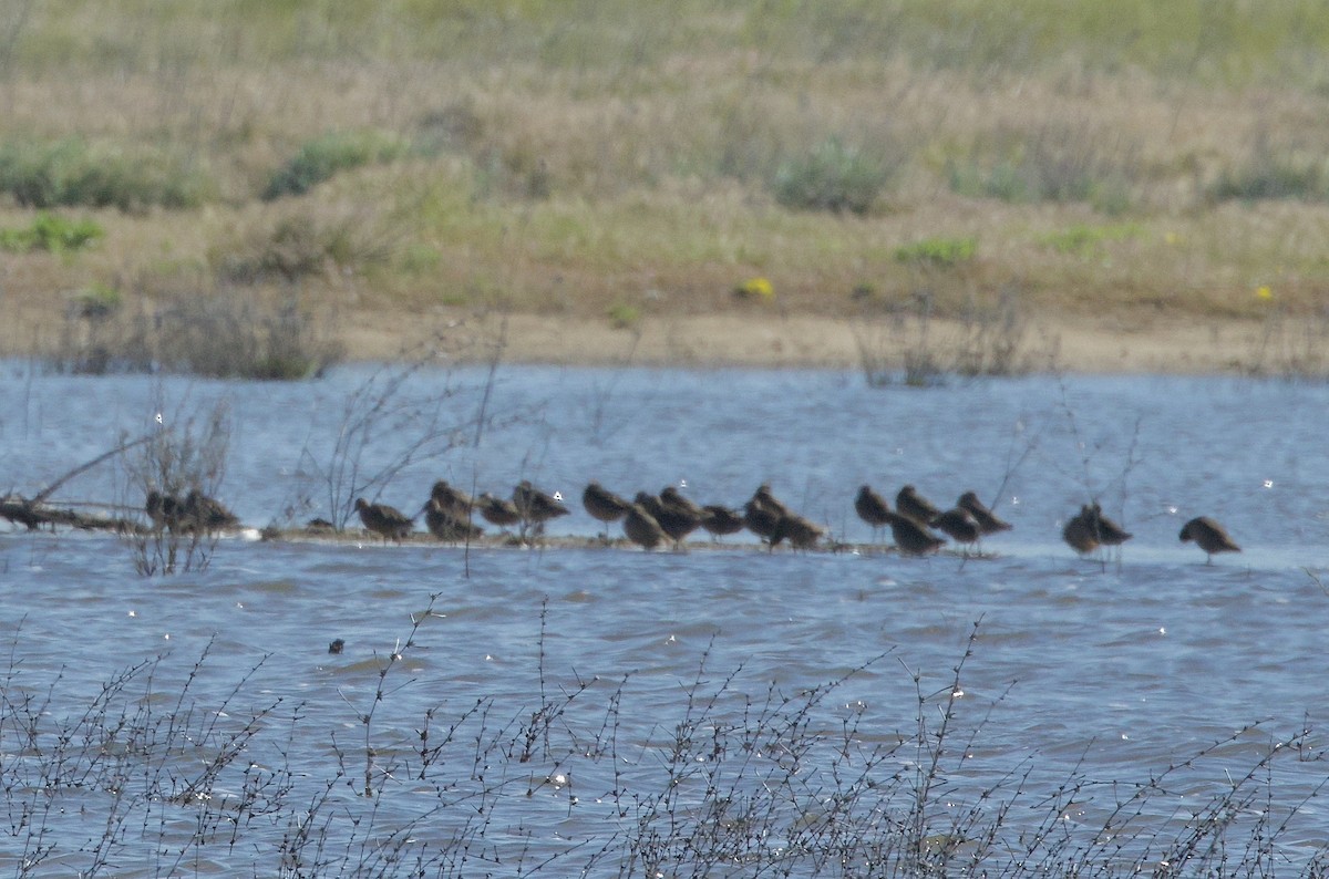 Long-billed Dowitcher - ML619066846