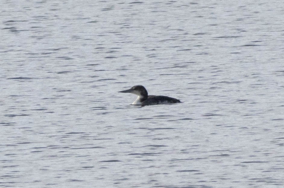 Common Loon - ML619066857