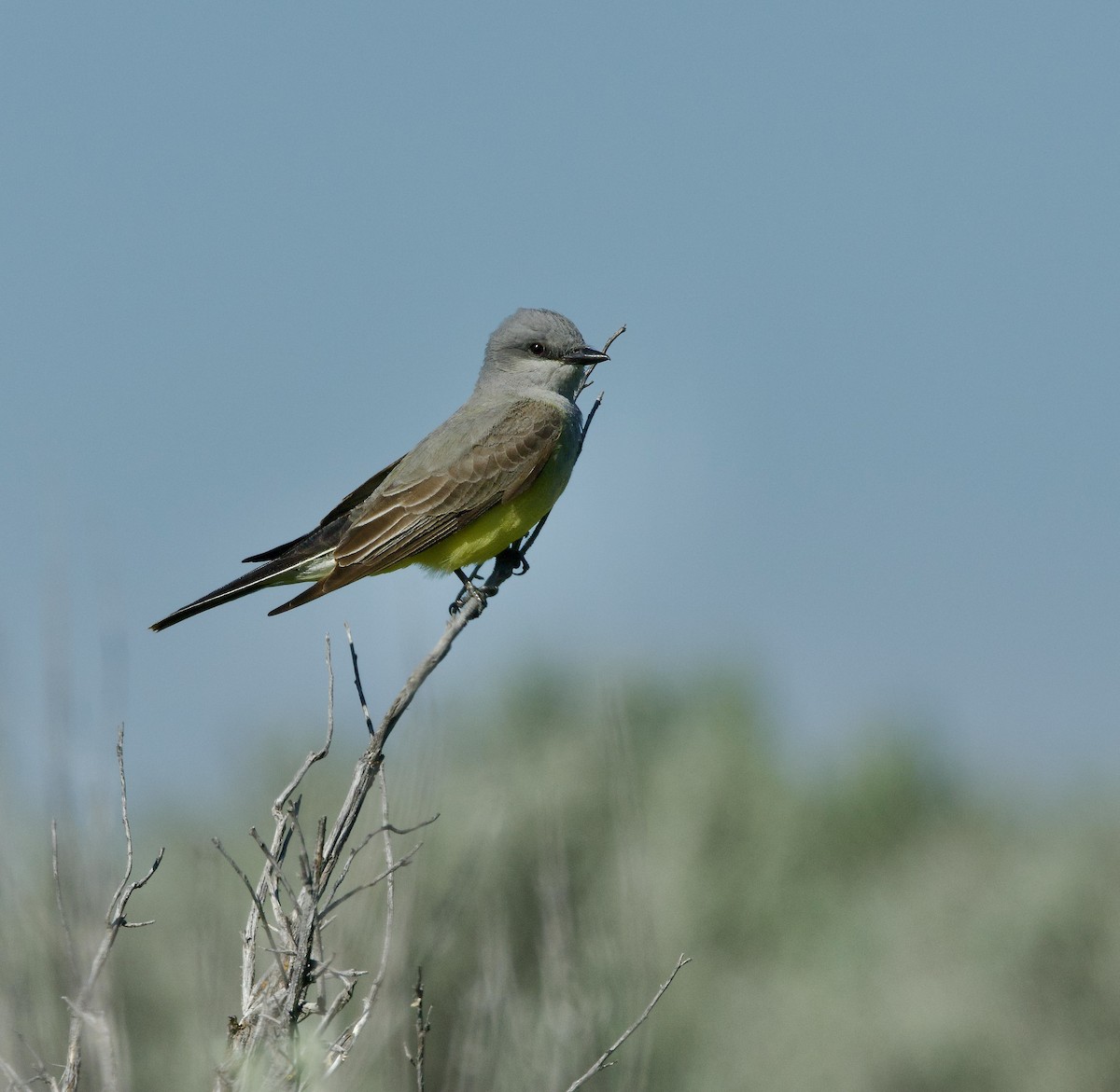 Western Kingbird - ML619066858