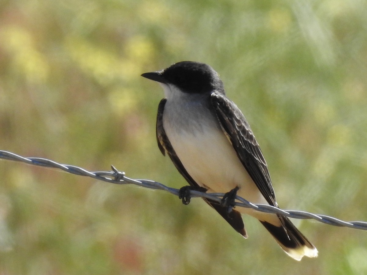 Eastern Kingbird - JC Clancy