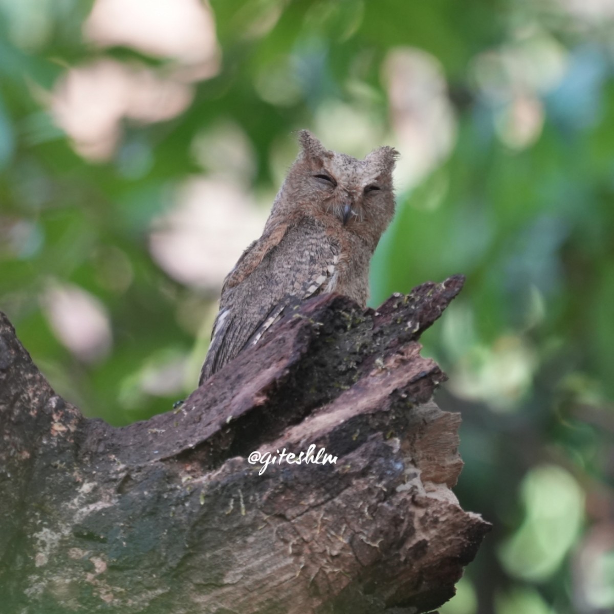 Indian Scops-Owl - Gitesh Mota