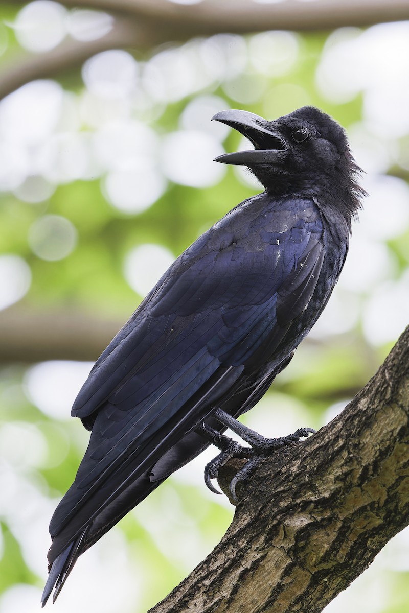 Large-billed Crow - Se Chea
